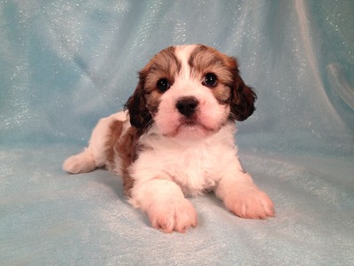Female Cavachon puppy for sale in Iowa November 2012 Breeder